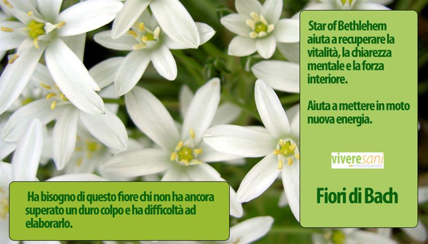 Fiori di Bach: Star of Bethlehem